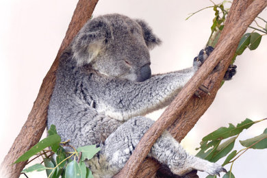 Life as Only a Koala Knows It!