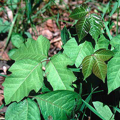 Identifying poison ivy vs other 3 leaf plants