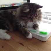 Marlene Brenzil's photo