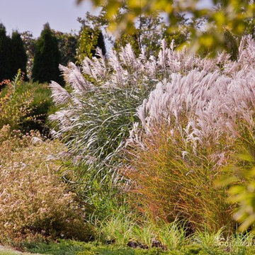Ornamental grasses in the garden