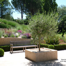 Mediterranean garden