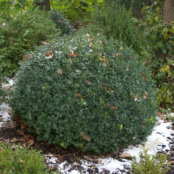 NORTH STAR™ Boxwood (Buxus sempervirens)