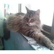 Sonia Bezzina's photo