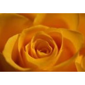 Florha Jones-Davidson's photo
