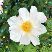 Mary Van Bavel's photo