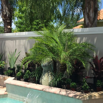 Tropical front & backyard landscapes....Palms & Color