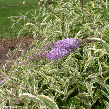 'Summer Skies' Butterfly Bush (Buddleia)