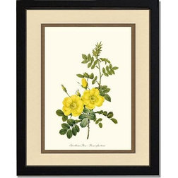 Traditional Prints And Posters Vintage Botanical Rose Art Print, Sweetbriar Rose, Cream and Gold, 11"x14", Blac