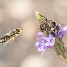 Bees