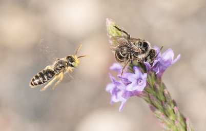 Keep an Eye Out for Fast-Moving Calliopsis Bees