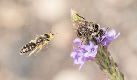 Keep an Eye Out for Fast-Moving Calliopsis Bees