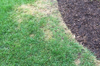 This is an example of a landscaping in Phoenix.
