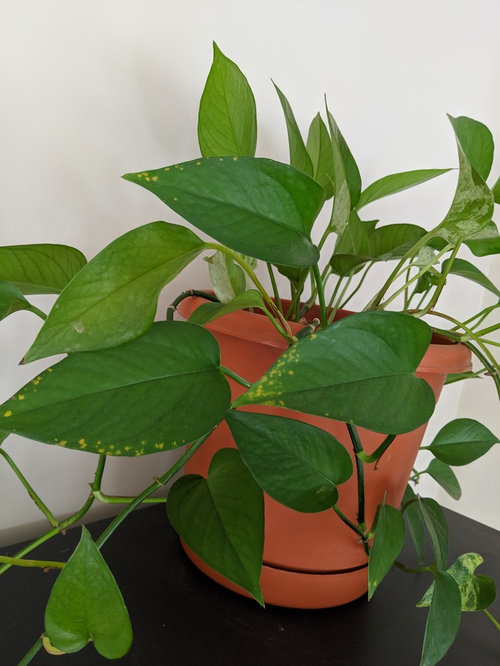 Yellow spots on Pothos leaves
