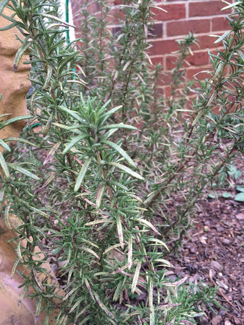 Rosemary?? Disease? Insects?