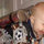 Tenise Wertman
