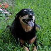 Scotty Bees foto