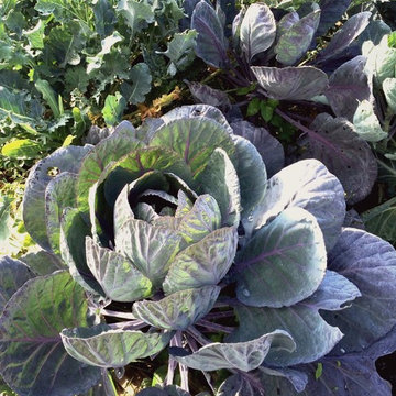 G A R D E N - The Edible Garden