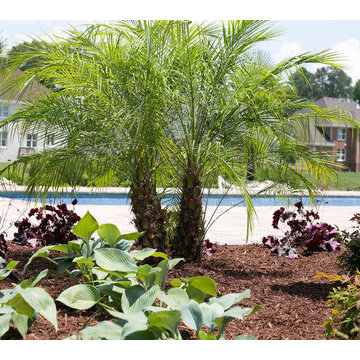 Chesapeake Pool Pavers