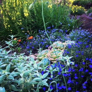 Sonoma County Garden