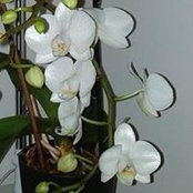 Christine Beghein's photo