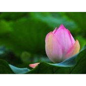 Nguyễn Hùng's photo