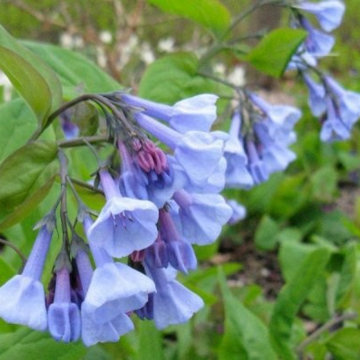 Garden Plants