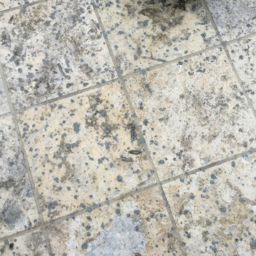 Coral Stone