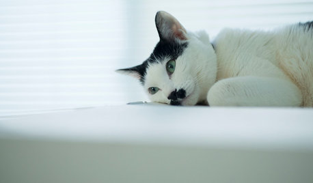 猫と人の幸せな暮らし：アートディレクター菅村将哉さんと夏目ちゃんが暮らす白い部屋
