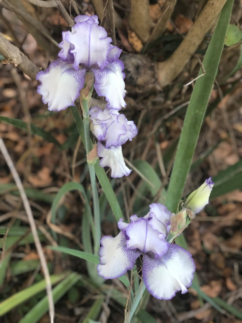 Frost, freeze and goodbye to blooms