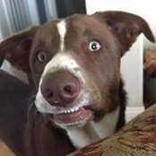 Brent Stout's photo