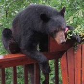 Nancy Newberry's photo