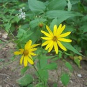 Alyssa Silverstein's photo