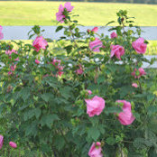 Margo McPhee's photo