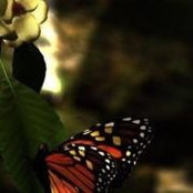 Foto von Collette Green