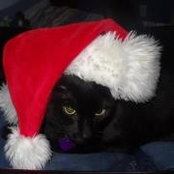 Tanya Westphal Thom's photo