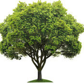 Ruth Trombka's photo