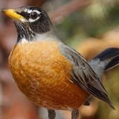 Robin Spate's photo