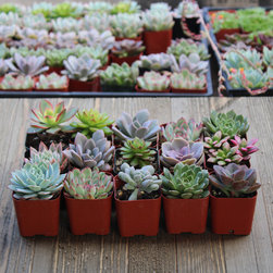 Rosette Succulent Packs - Outdoor Decor