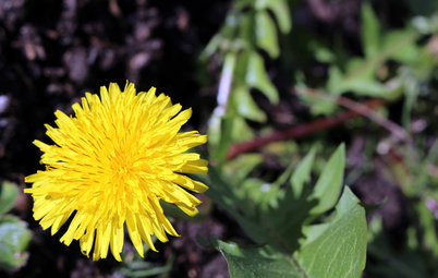 Why Your Garden Might Be Full of Weeds