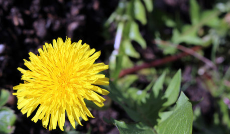 Why Your Garden Might Be Full of Weeds