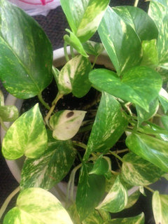Dark Spots On Pothos' Leaves...What's Wrong? Please Help! | Houzz Forum