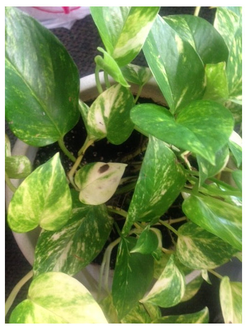 Featured image of post Golden Pothos Spider Mites Because the air in homes tends to be dry you will need to humidify your plant regularly for it to grow well