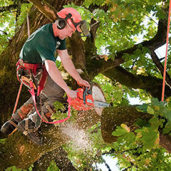 Acadian Tree Removal and Stump Services,LLC