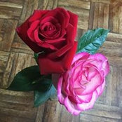 Foto von Christine Hoag