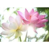 Lim Pheik Kheng's photo