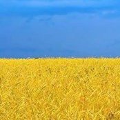 Anatoliy Kushnirovskiys billede