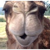Michael Rosen's photo