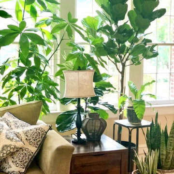Indoor Botanicals