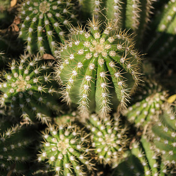 Cactus Wren