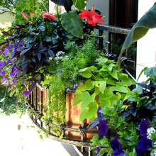 planter boxes